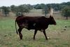 Cattle : bull