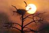 Phoenix Rising Jungle Book 017 - Osprey's sunset nest