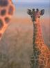 Phoenix Rising Jungle Book 018 - Giraffe