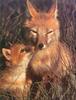 Phoenix Rising Jungle Book 020 - Swift fox: mom and young