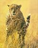 Phoenix Rising Jungle Book 024 - Cheetah stalking in weed