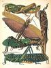 Animal Art : Grasshopper