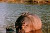 Oxpeckers on hippo