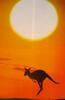 Kangaroo under sunset