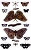 Insect Art : Moths