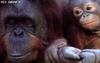 Orangutans - Mom and young