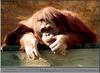 Orangutan - Jackson Zoo