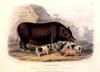 Animal Art : Pig and Piglets