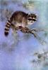Animal Art : Raccoon