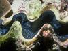 Sea Shell - Giant Clam