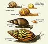 Animal Art : Various Snails