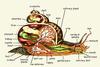 Animal Art : Snail Anatomy