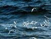 Tern flock