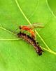 Wasp on caterpillar