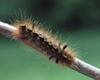 Worm : Caterpillar