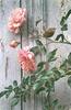 Animal Art : Carl Brenders - Summer Roses (Wren)