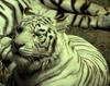 Big Cat - White Tiger