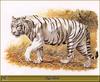 Animal Art : White tiger