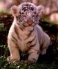 White Tiger (kitten)