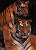 Big Cats : Tigers