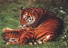 Big Cats : Tigers