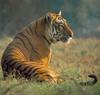 Big Cats : Tiger