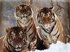 Big Cats : Siberian Tigers