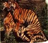 Tigers in mating