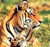 Tiger Calendar 2001 - 03