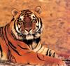 Tiger Calendar 2001 - 04