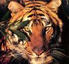 Tiger Calendar 2001 - 05