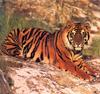 Tiger Calendar 2001 - 08