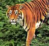Tiger Calendar 2001 - 09
