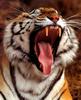 Tiger's big yawn