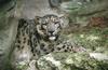 Wildlife on Easy Street - Snow Leopard