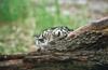 Wildlife on Easy Street - Snow Leopard