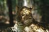 Wildlife on Easy Street - African Spotted Leopard