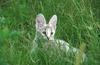 Wildlife on Easy Street - Serval (juvenile)