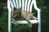 Wildlife on Easy Street - Bobcat