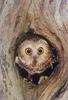 Animal Art : Art Wolfe - Home, Sweet Home (Owl)
