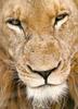 [Eyes] African Lion (male)