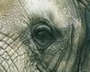 [Eyes] African Elephant