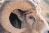 [Eyes] Bighorn sheep
