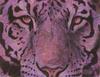 [Animal Art : Eyes] Arthur Wilson - Emotion (Snow leopard)