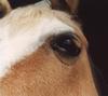 [Eyes] Horse