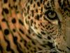 [Eyes] Leopard
