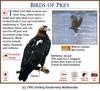 Eastern Imperial Eagle / White-tailed Sea Eagle