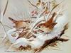 [Animal Art] Basil Ede - British Birds - (Winter Wren pair)
