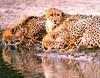 Phoenix Rising Jungle Book 034 - Cheetah trio