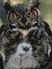 Phoenix Rising Jungle Book 043 - Great Horned Owls mom and chick, Bubo virginianus